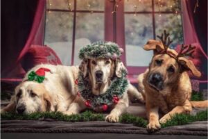 dog advent calendars