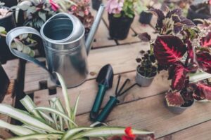 12 meilleurs arrosoirs pour les plantes assoiffées