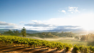 20 superbes lieux de mariage à Sonoma pour 2022
