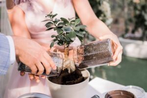 Comment organiser une cérémonie de plantation d'arbres de mariage