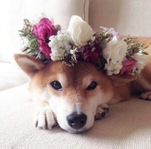 Les chiens dans votre mariage ne doivent pas être difficiles.  Lisez ces conseils mis à jour