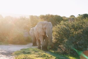 Un plaidoyer pour mettre fin aux locations d'éléphants lors des mariages