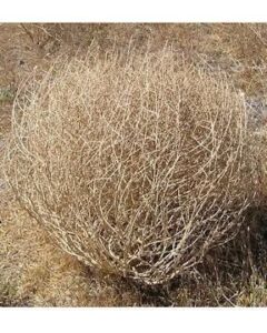 Voulez-vous connaître les meilleures façons d'inclure l'humble Tumbleweed dans votre mariage ?